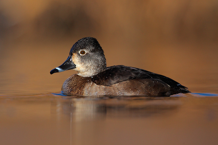 Ring-necked Duck