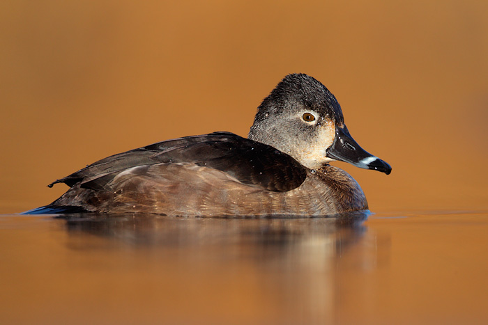 Ring-necked Duck