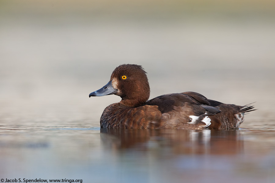 Tufted Duck