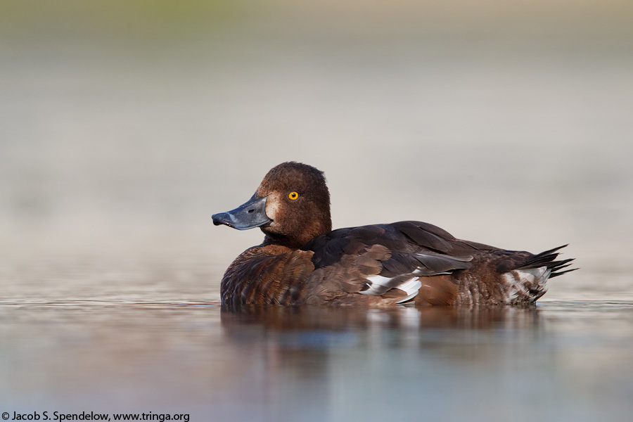 Tufted Duck