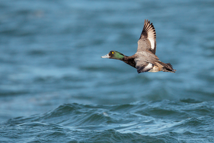 Greater Scaup