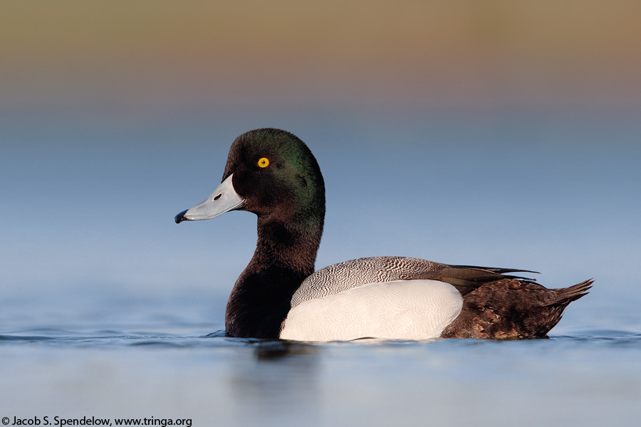 Greater Scaup