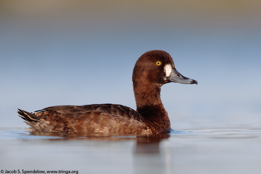 Greater Scaup