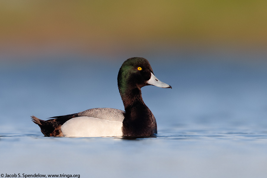 Greater Scaup