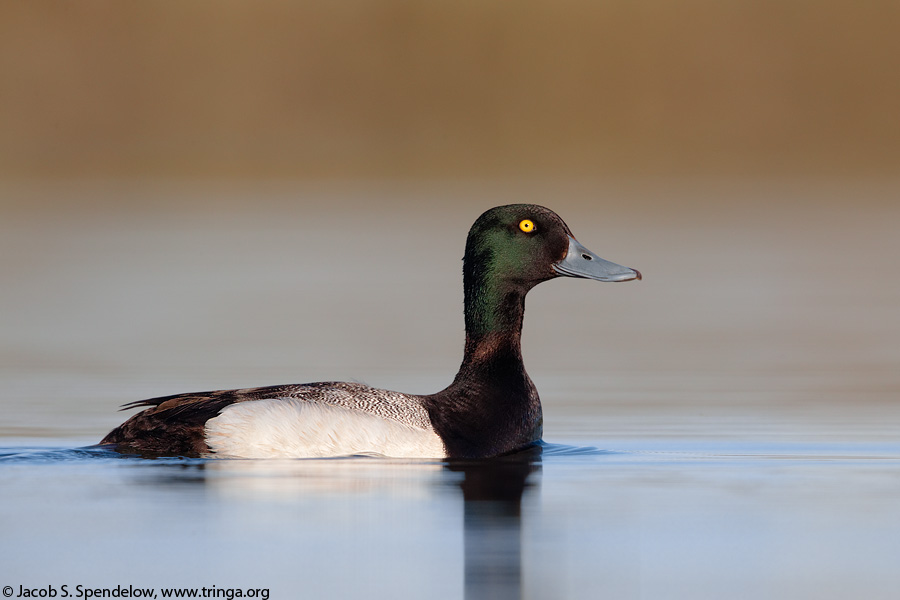 Greater Scaup