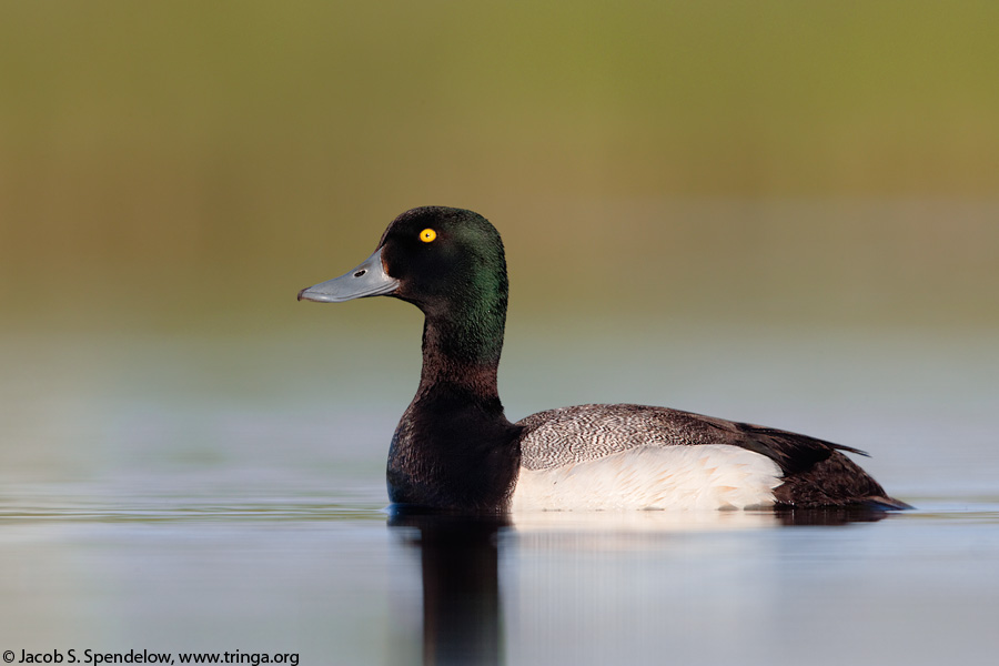 Greater Scaup