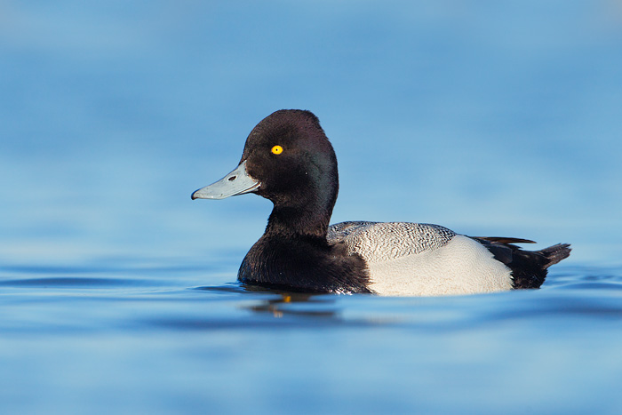 Lesser Scaup