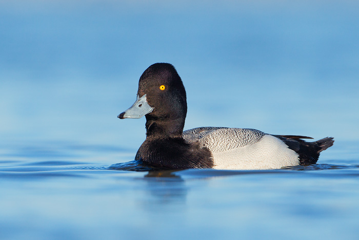 Lesser Scaup