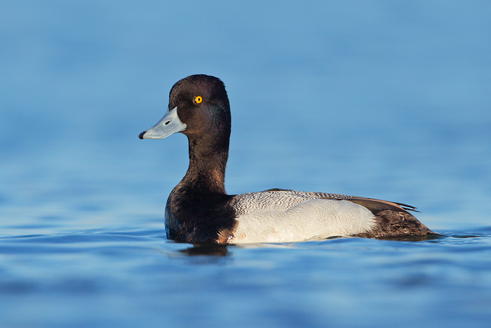 Lesser Scaup