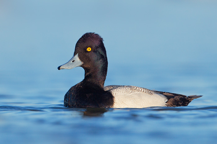 Lesser Scaup