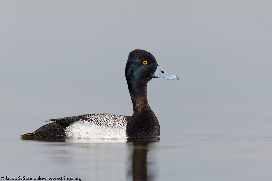 Lesser Scaup