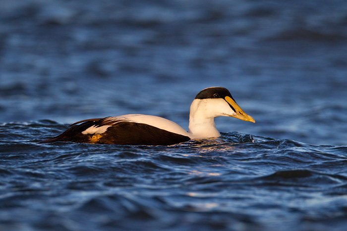 Common Eider