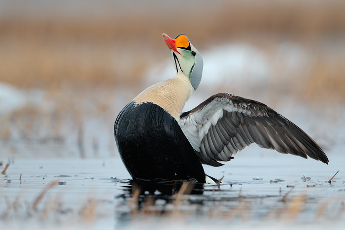 King Eider