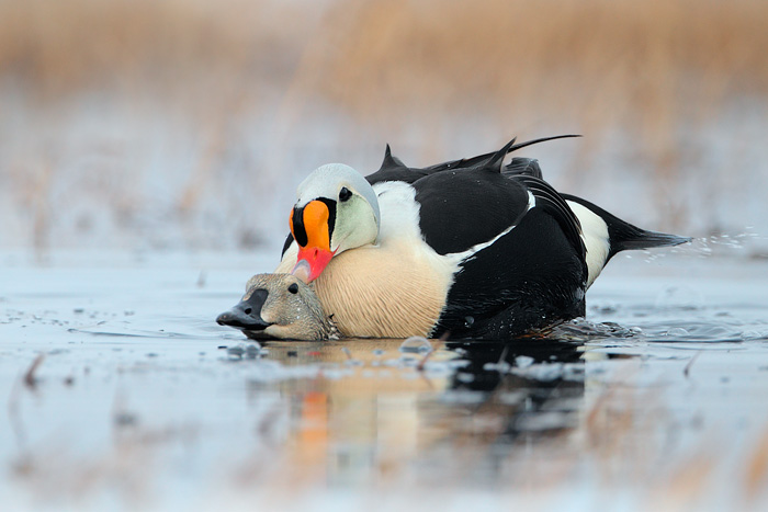 King Eider