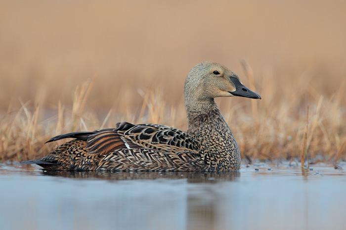 King Eider