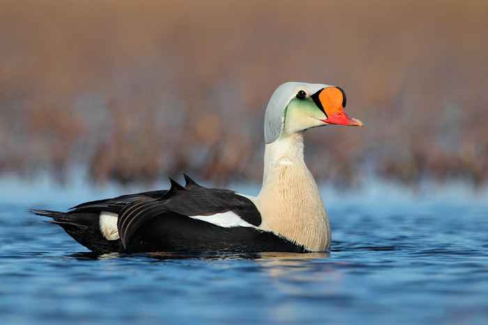 King Eider