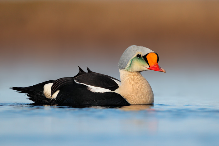 King Eider