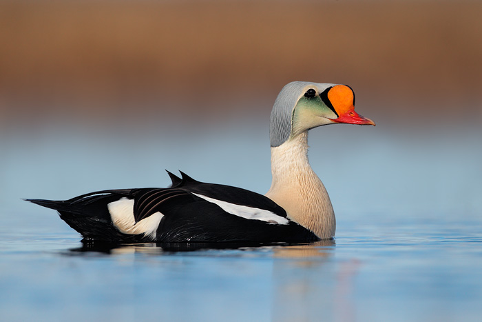 King Eider