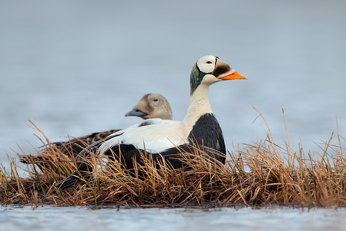 Spectacled Eider