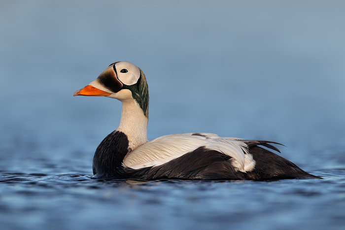 Spectacled Eider