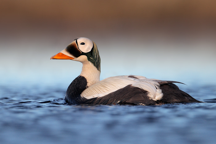 Spectacled Eider