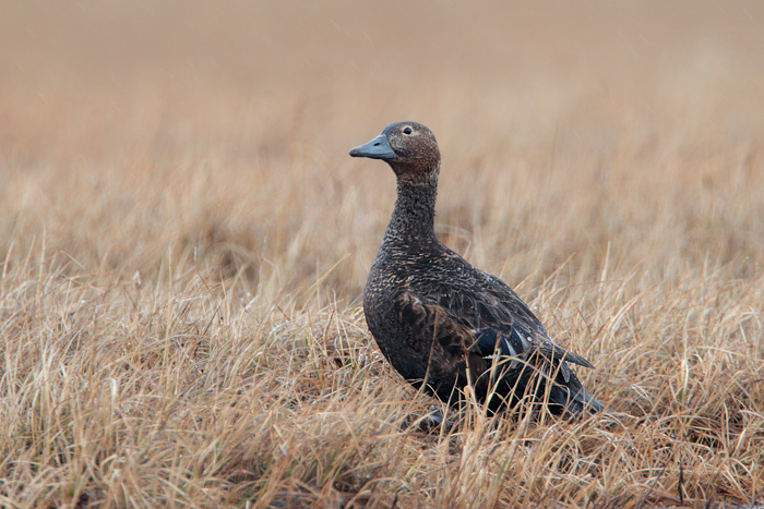 Steller's Eider