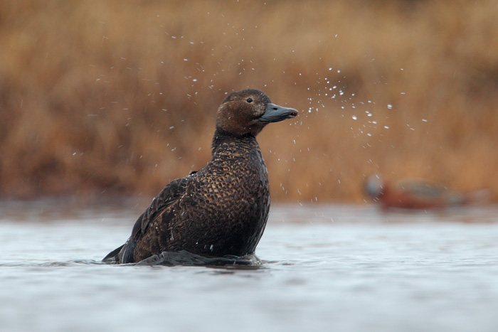 Steller's Eider