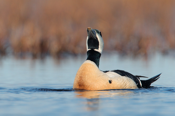 Steller's Eider