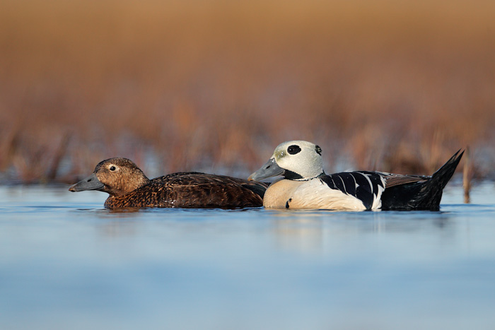 Steller's Eider