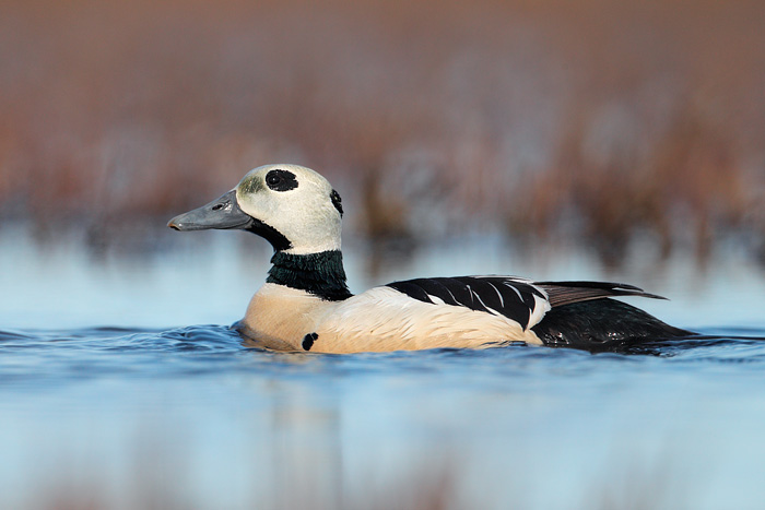 Steller's Eider