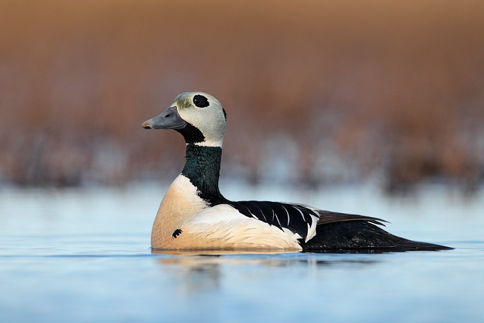 Steller's Eider