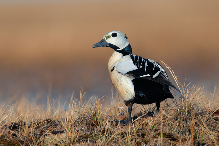 Steller's Eider