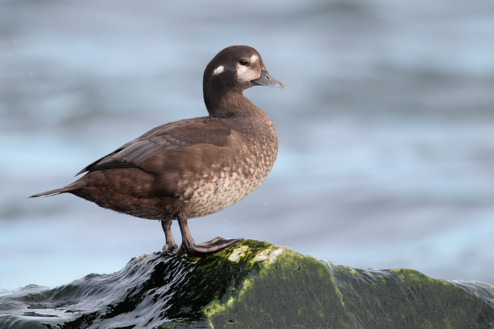 Harlequin Duck