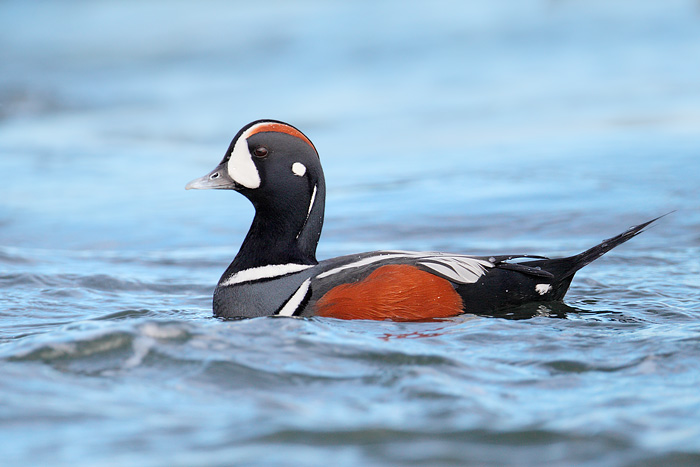 Harlequin Duck