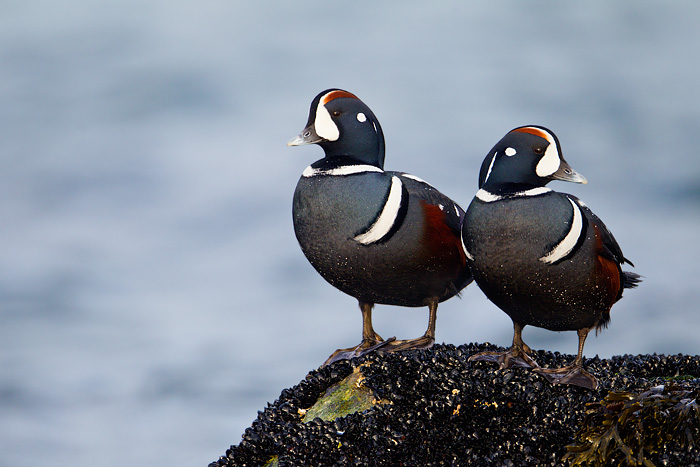 Harlequin Duck