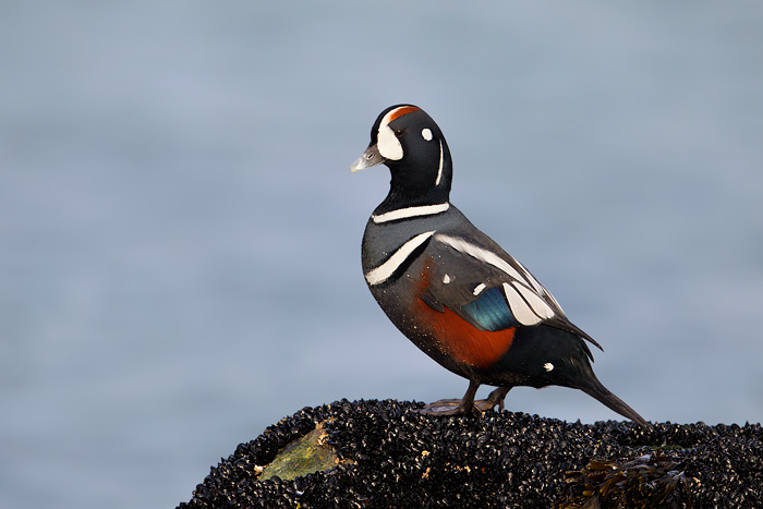 Harlequin Duck