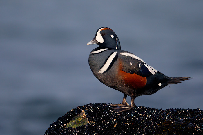 Harlequin Duck