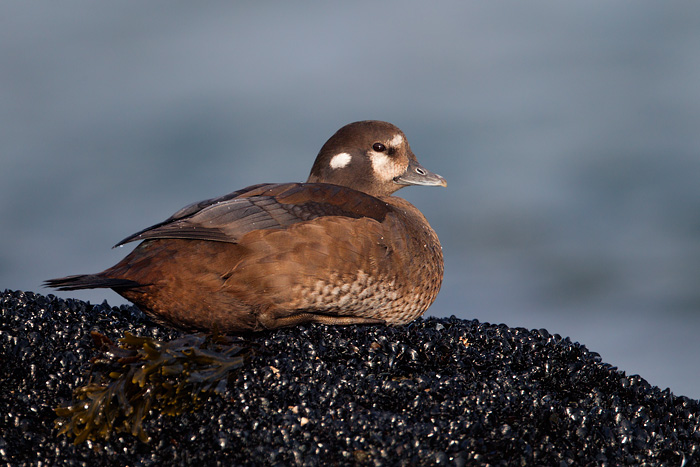 Harlequin Duck