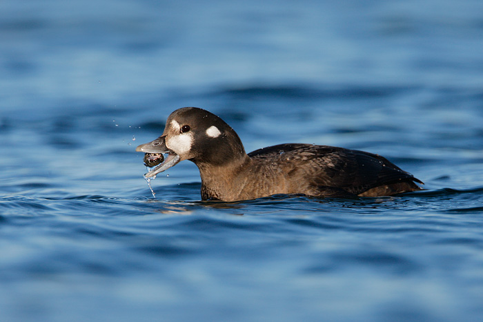 Harlequin Duck