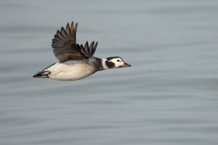 Long-tailed