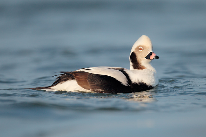 Long-tailed Duck