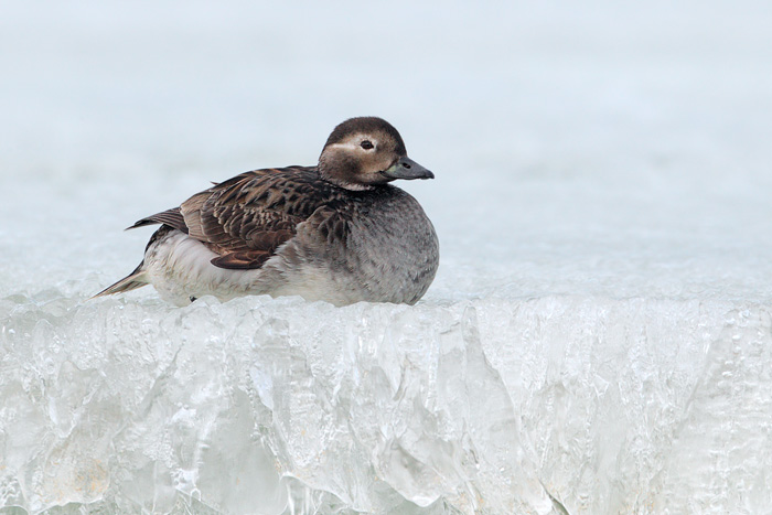 Long-tailed Duck