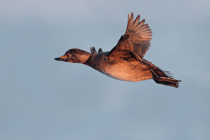 Black Scoter