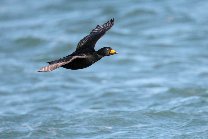 Black Scoter