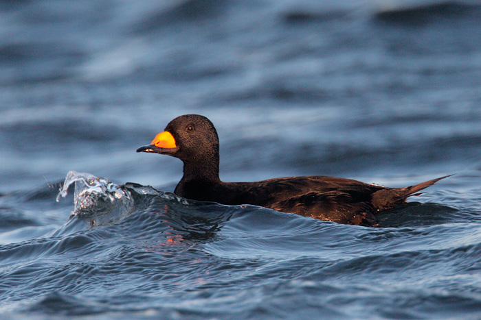 Black Scoter