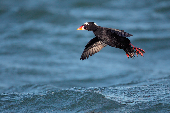 Surf Scoter