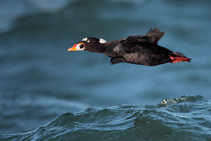 Surf Scoter