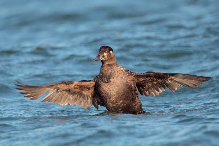 Surf Scoter