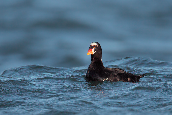 Surf Scoter