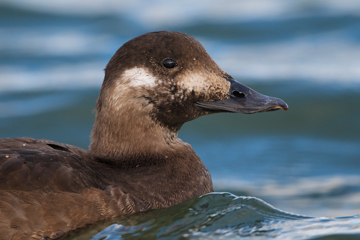 White-winged Scoter